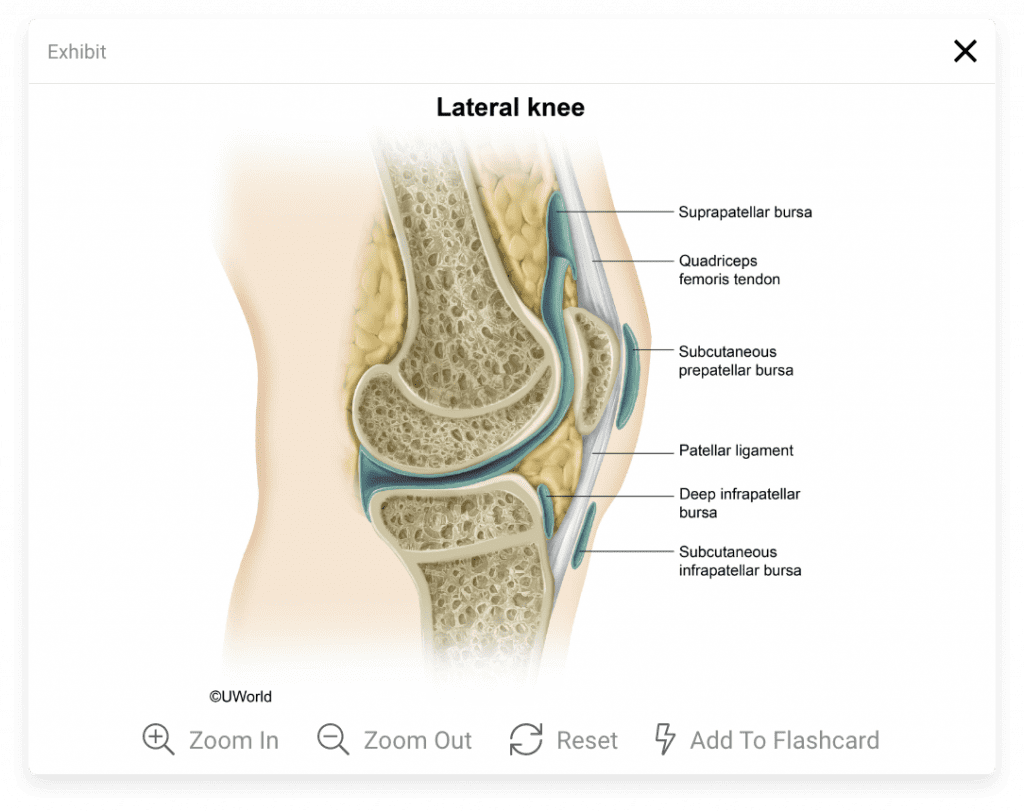 Lateral Knee